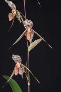 Paph. Bel Royal Dawn Marie HCC 78 pts 2